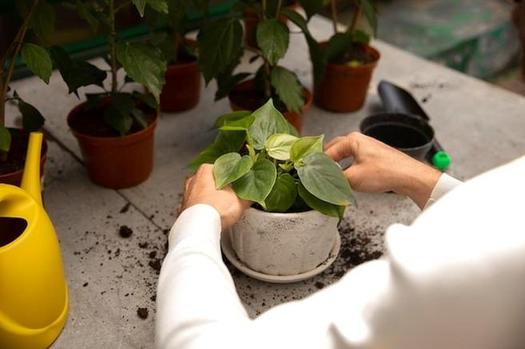 How Can Initiating Your Garden Now Lead to Greater Savings?